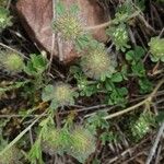 Trifolium lappaceum Kukka