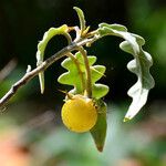 Solanum pyracanthos Фрукт