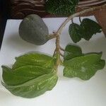 Ficus heterophylla Leaf