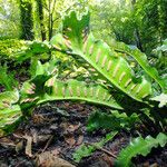 Asplenium scolopendrium Mbuma