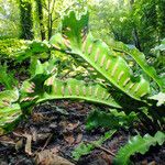 Asplenium scolopendrium ফল