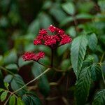 Leea guineensis Flower