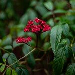 Leea guineensis Flor