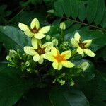 Mussaenda arcuata Flower