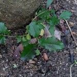 Ligustrum sinense Folha