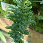 Asplenium harpeodes Hoja