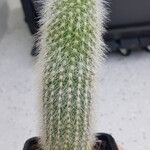 Cleistocactus strausii Kôra