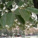 Cinnamomum camphora List