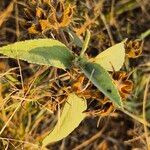 Melhania velutina Leaf