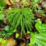 Lycopodium dendroideum Foglia