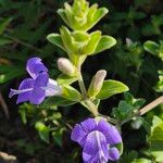 Barleria ventricosa Flower