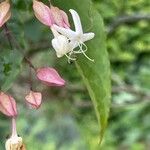 Clerodendron trichotomum Květ