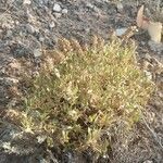 Helianthemum squamatum Hoja