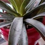 Agave sisalana Leaf