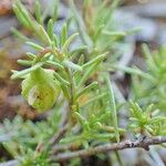 Fumana procumbens Yeri