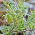 Fumana procumbens অভ্যাস