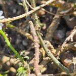 Iberis ciliata Ekosanga