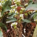 Euphorbia lophogona Habit