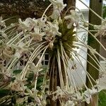 Clerodendrum cauliflorumFleur