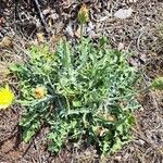 Crepis albida Hábito