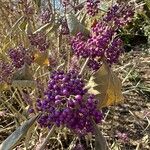 Callicarpa dichotoma Meyve