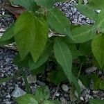 Desmodium tweedyi Leaf