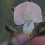 Acmispon americanus Blüte