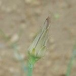 Launaea mucronata Fruit