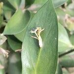 Ruscus hypophyllum Kvet