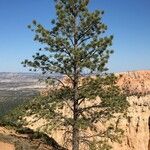 Pinus ponderosa Habitatea