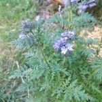 Phacelia tanacetifolia Benth.Flower