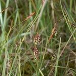 Carex magellanica Altro