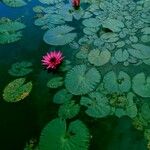 Nymphaea rubra Flower
