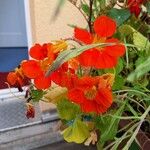 Tropaeolum minusFleur