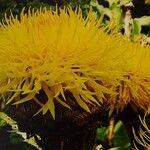 Centaurea macrocephala Flower