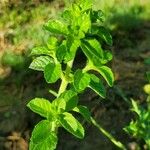 Mentha pulegium Leaf