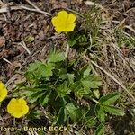 Potentilla brauneana Vekstform