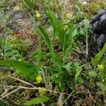 Ranunculus ophioglossifolius Blatt