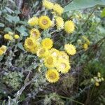 Helichrysum foetidum Žiedas