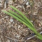 Phleum phleoides ফুল