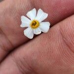 Narcissus obsoletus 花