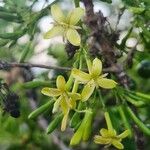 Pavetta gardeniifolia Virág