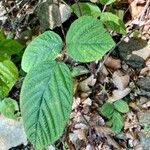 Rubus nigricans Leaf