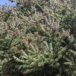Picea sitchensis Feuille