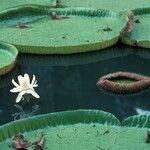 Victoria amazonica Habitat