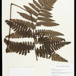 Cyathea surinamensis Лист