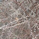Salix discolor Floare