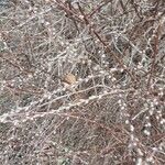 Salix discolor Flower