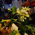 Ageratina aromatica Květ