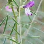 Vicia monantha Flor